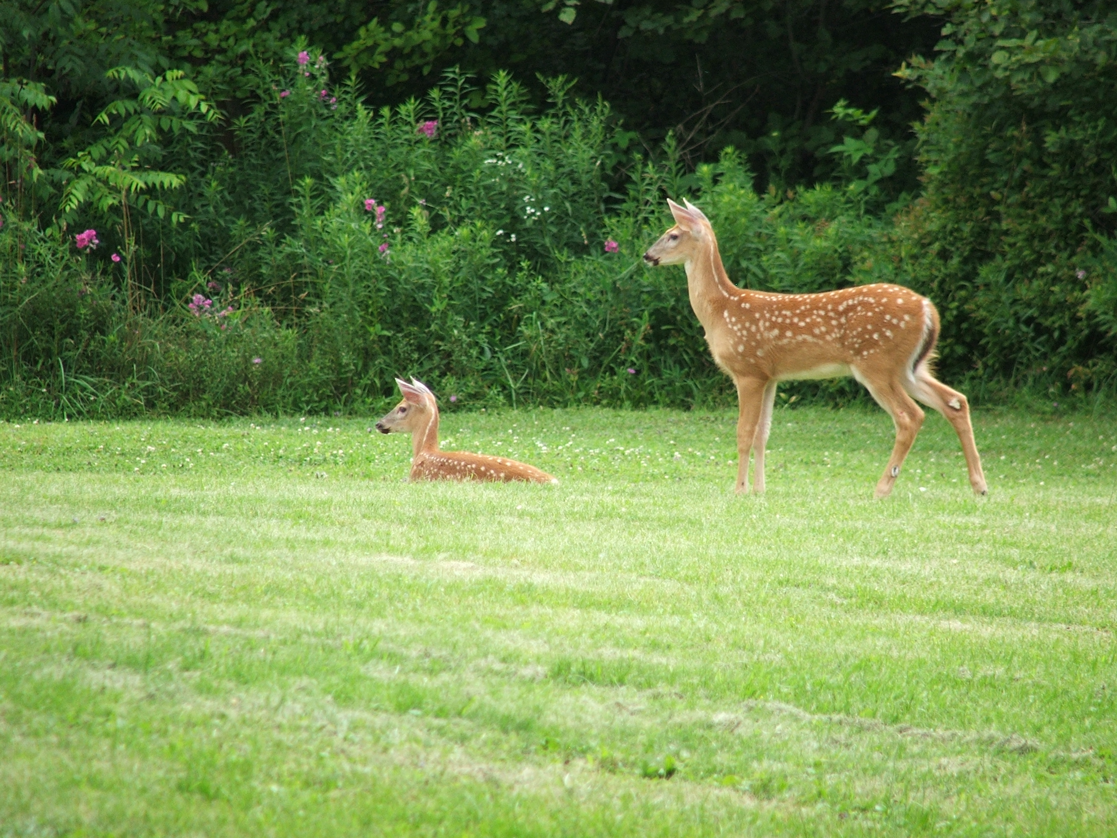 two alert orphaned fawns | Pics4Learning