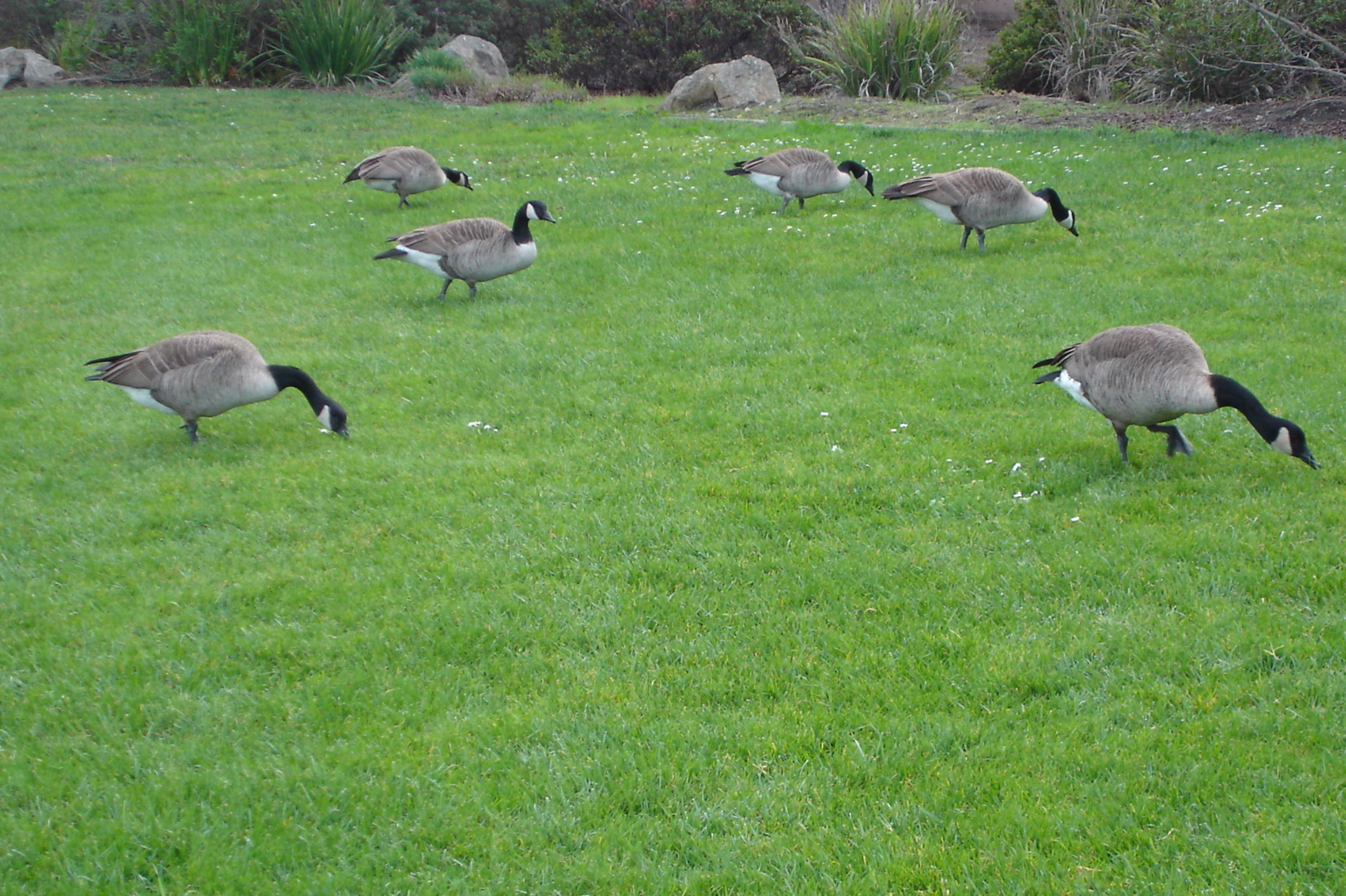 feeding-geese-pics4learning