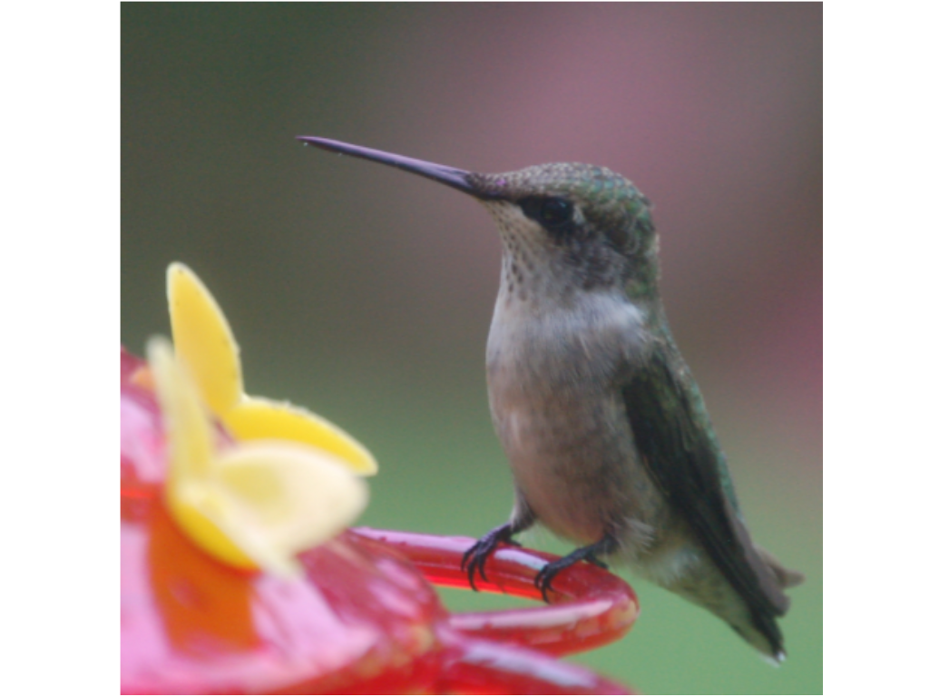 Female ruby throated hummingbird on feeder