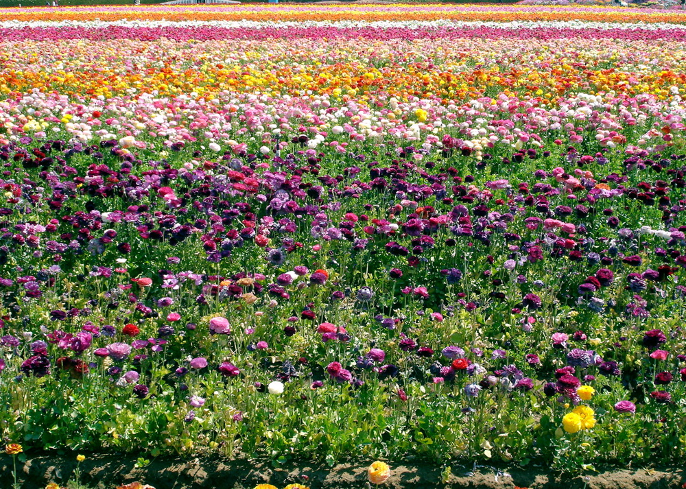 Field of Flowers Pics4Learning