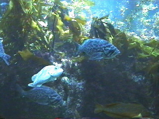 Fish at the Monterey Aquarium Monterey, California