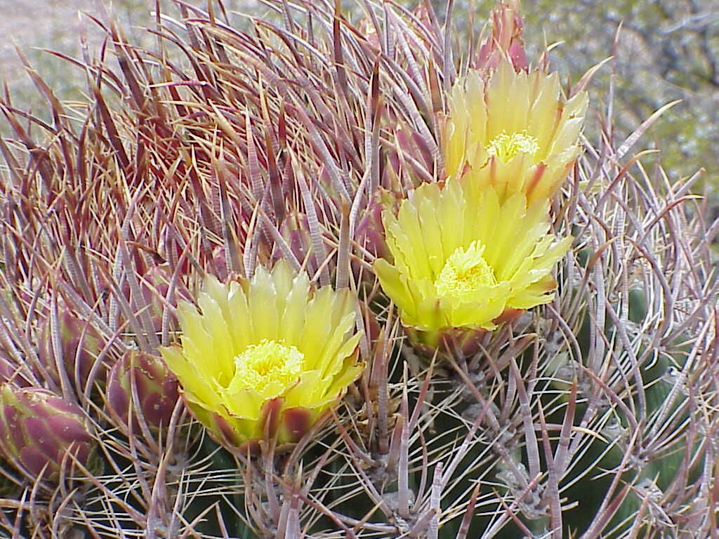 Fishhook Barrel Cactus | Pics4Learning