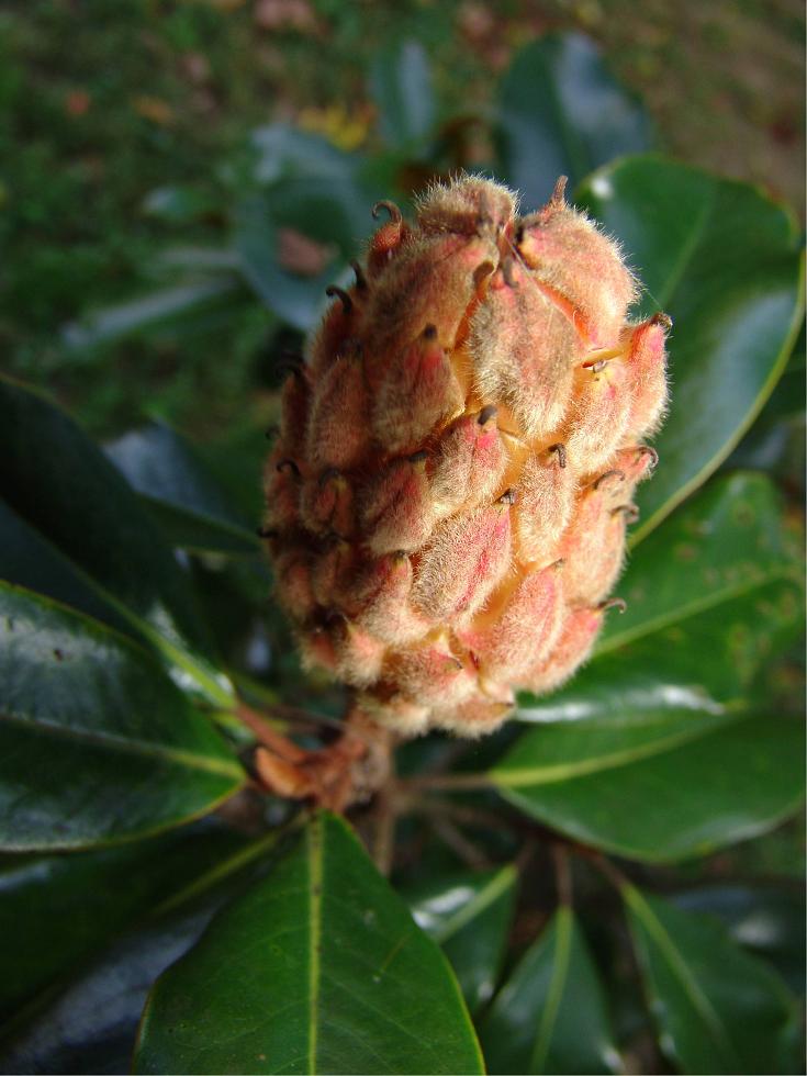 Magnolia Seed Pod Pics4Learning