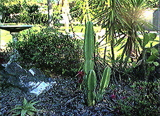 Cactus and aloe plant in a garden in central Florida. | Pics4Learning