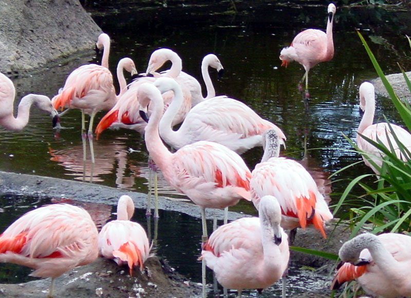 flamingos1.jpg - Chilean Flamingos