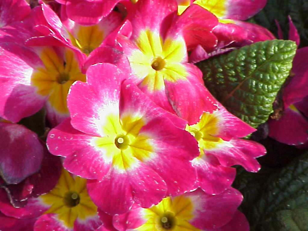 Cultivated Flowers Pics4Learning