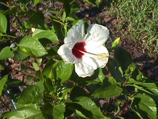 White and red hibiscus | Pics4Learning