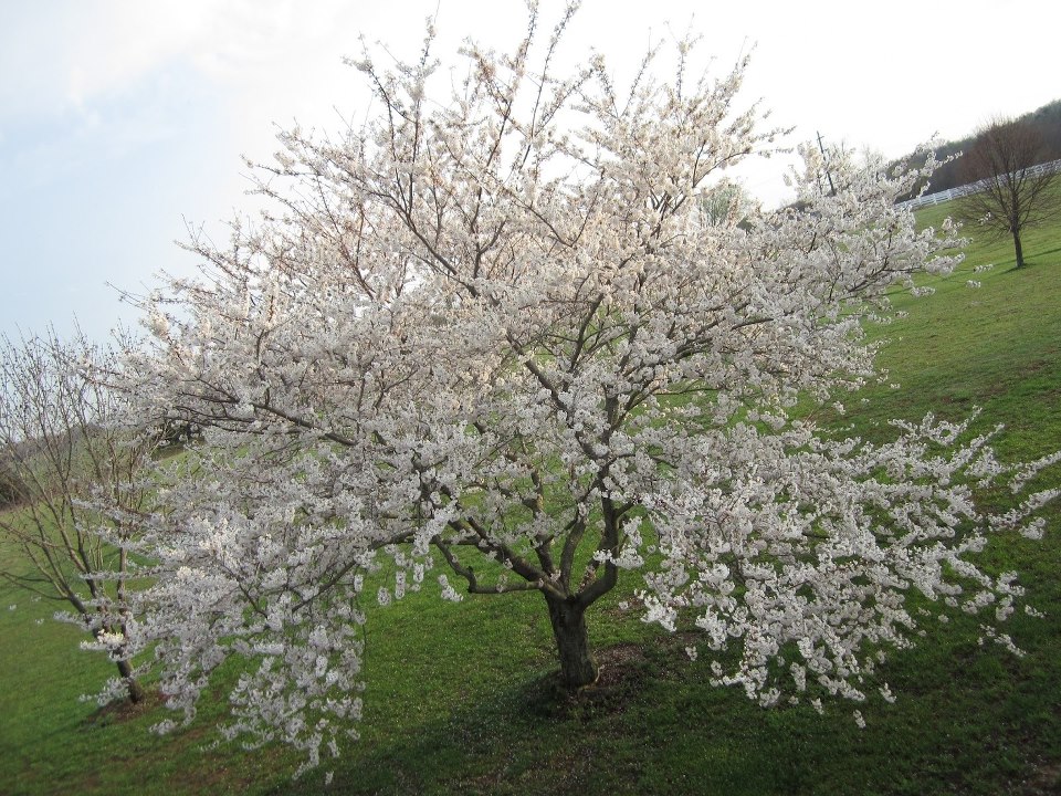 Flowering Cherry Tree Pics4Learning