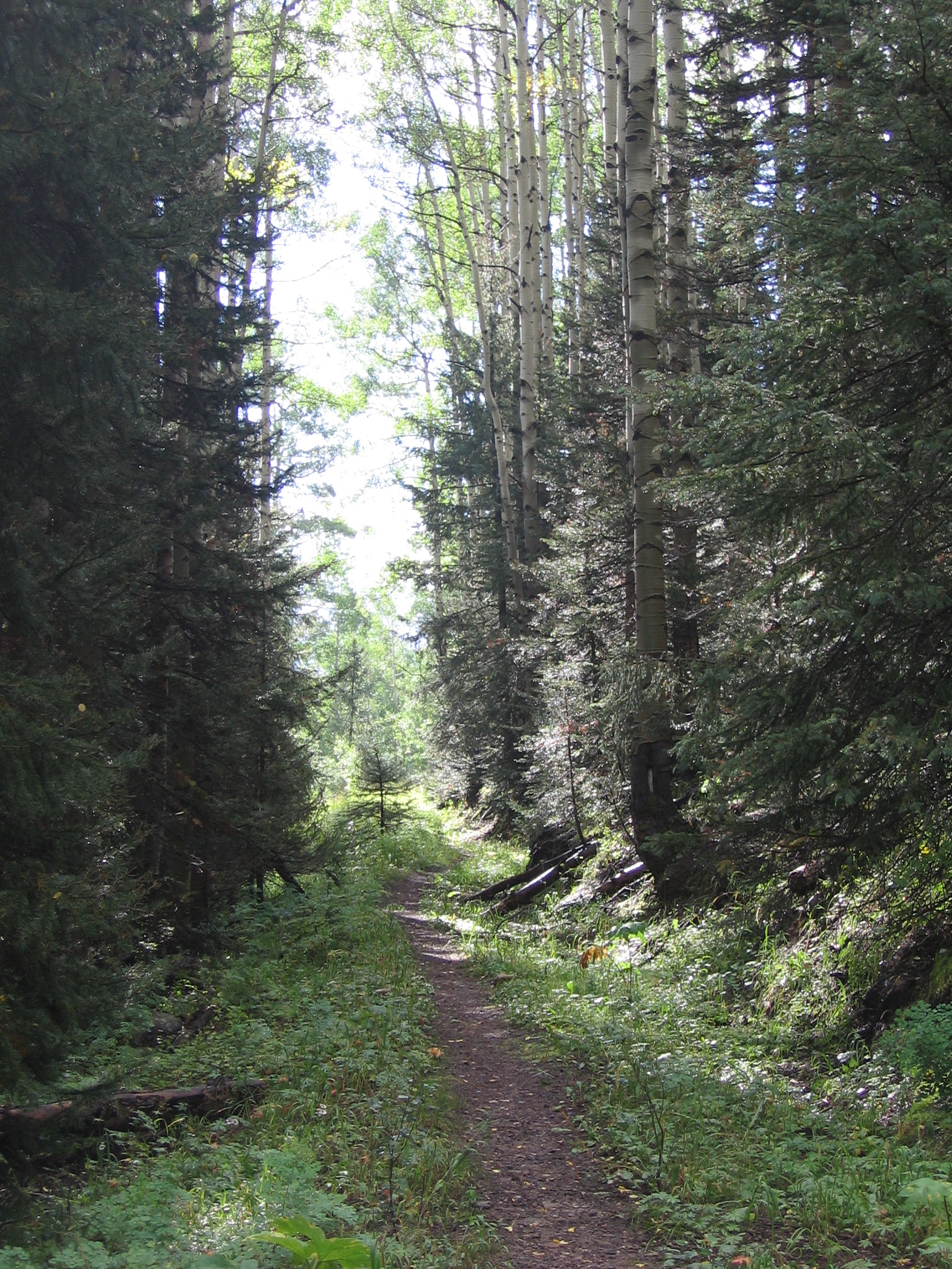 Trail - San Juan National Forest | Pics4Learning