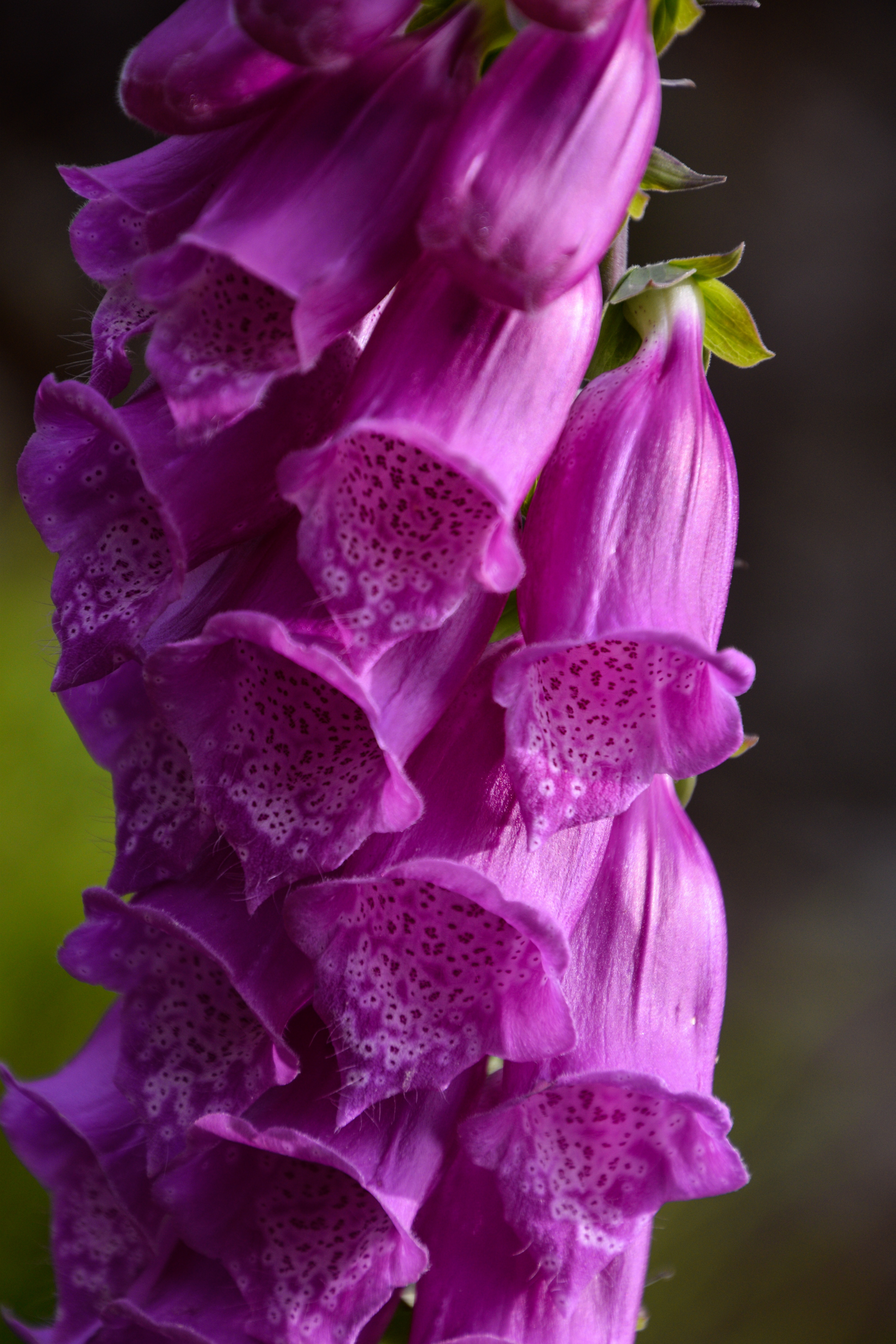 Foxglove