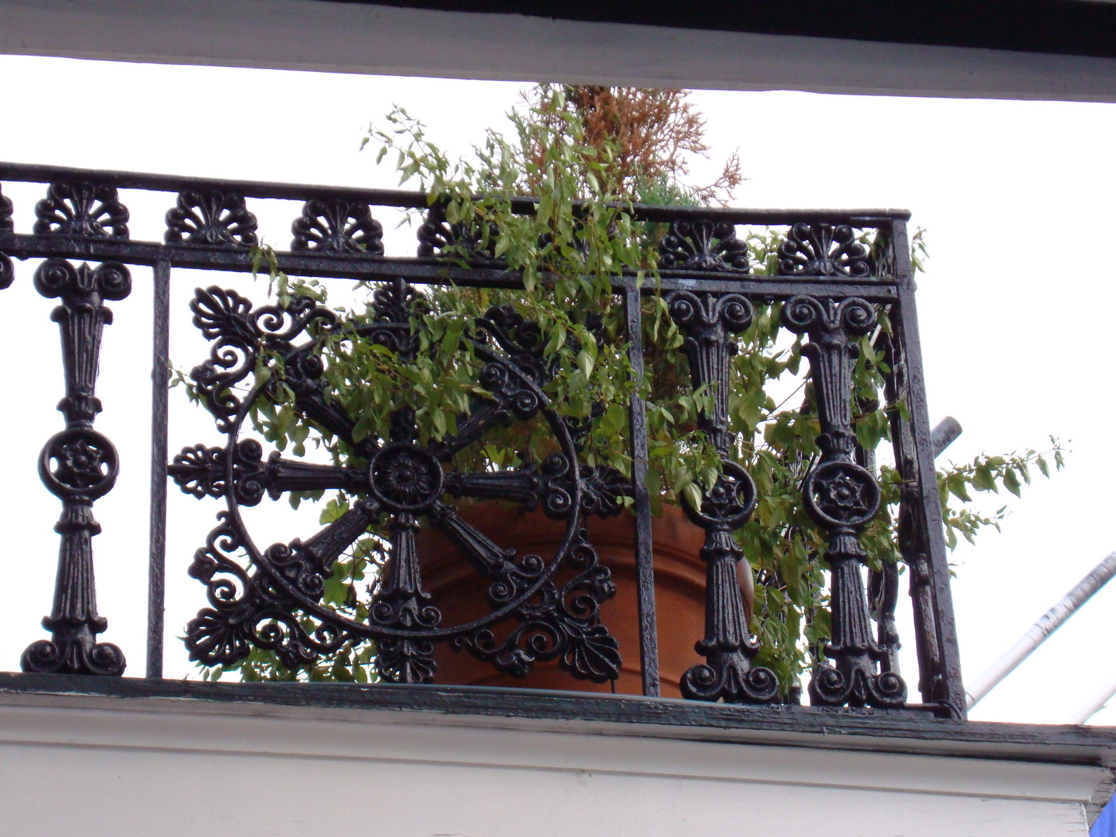 Iron Lace Pics4Learning