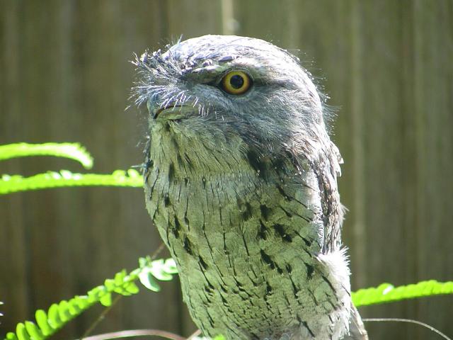 Frog mouth- closeup | Pics4Learning