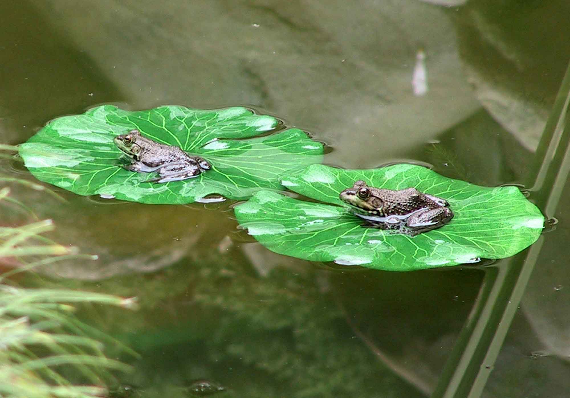 Two Frogs Pics4Learning