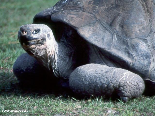 Galapagos tortise | Pics4Learning