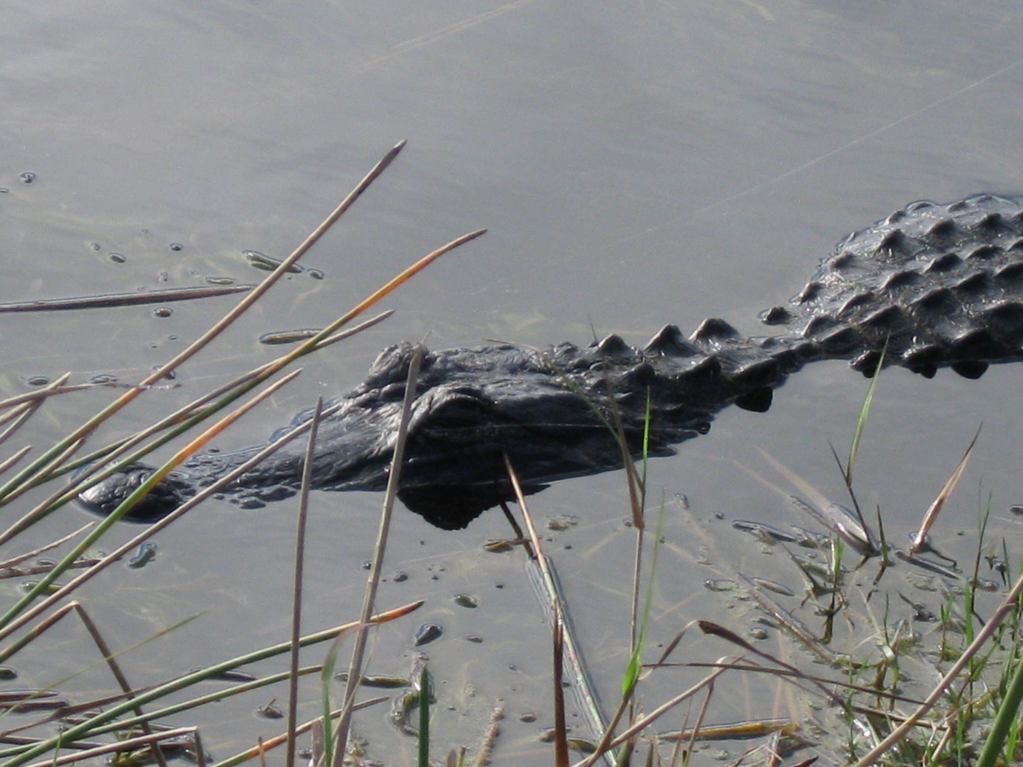 Alligator at Loxahatchee | Pics4Learning