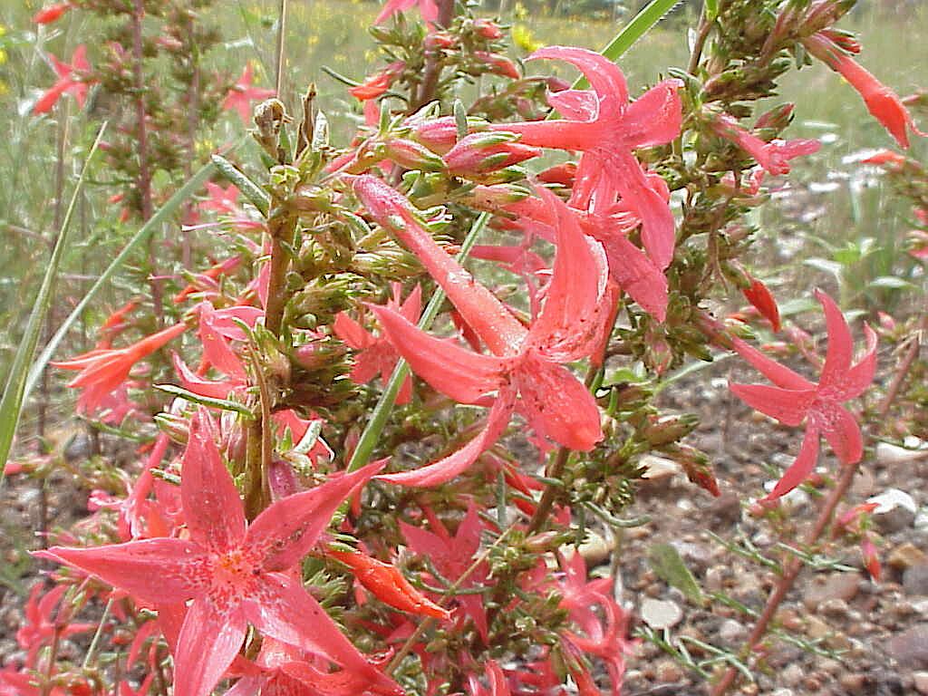 Giliga Tree Gilia | Pics4Learning