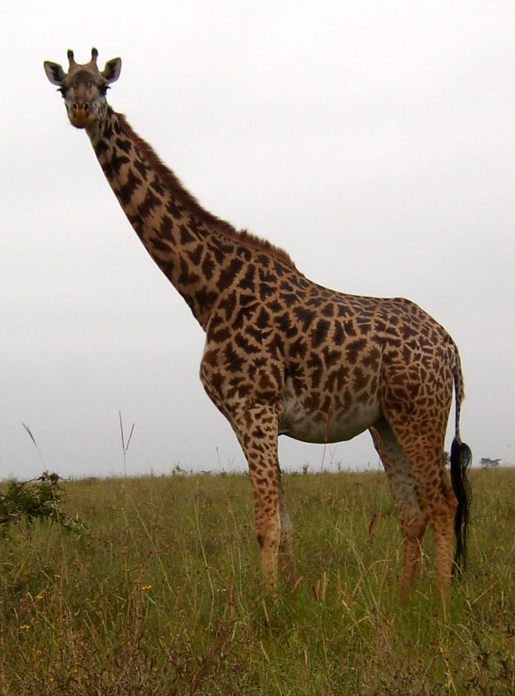 Giraffe | Pics4Learning