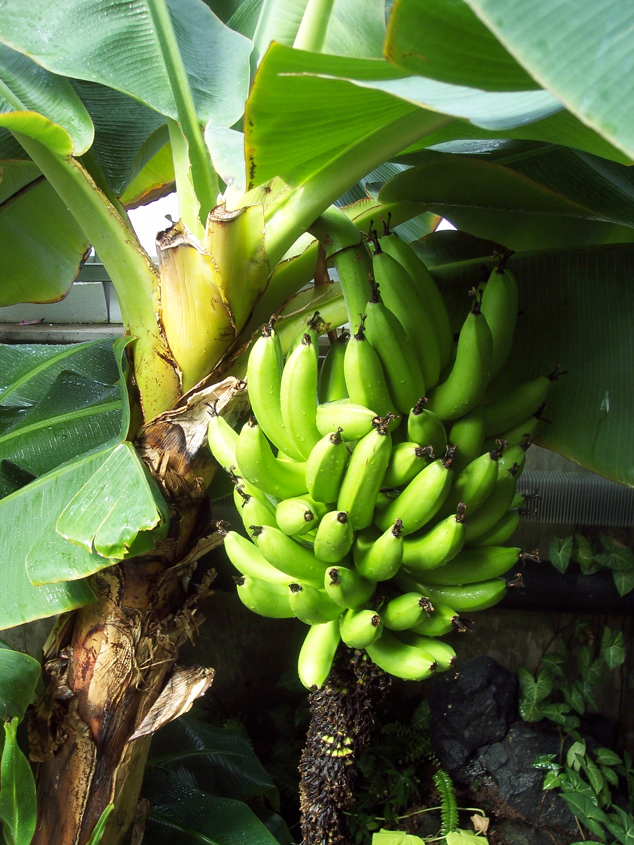 banana tree Pics4Learning
