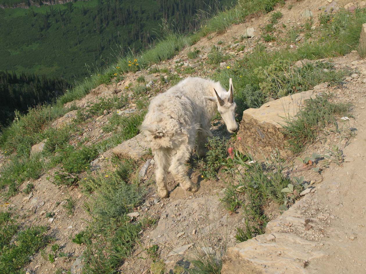 young mountain goat