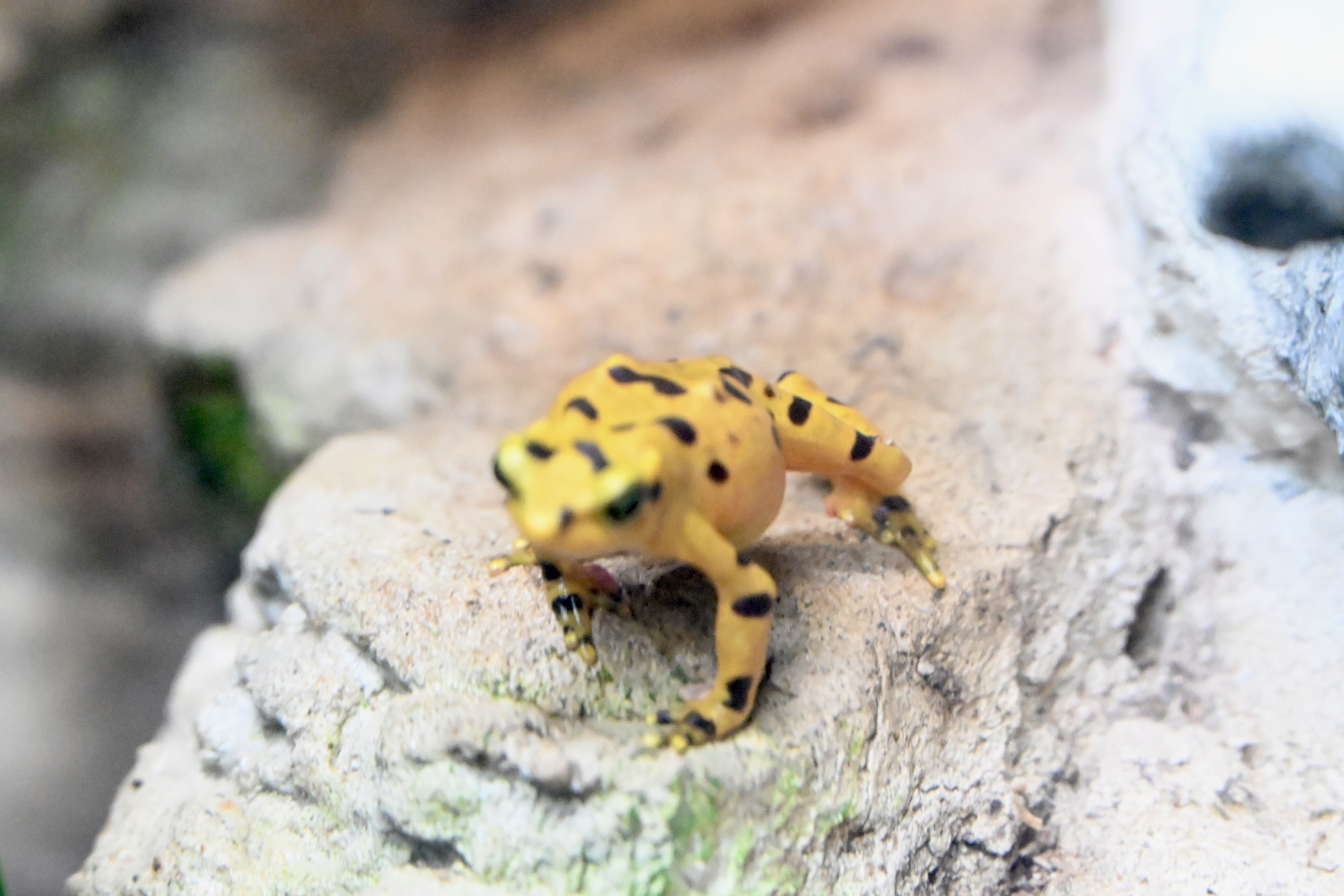 Golden Spring Frog Panamanian Golden Frog | Pics4Learning