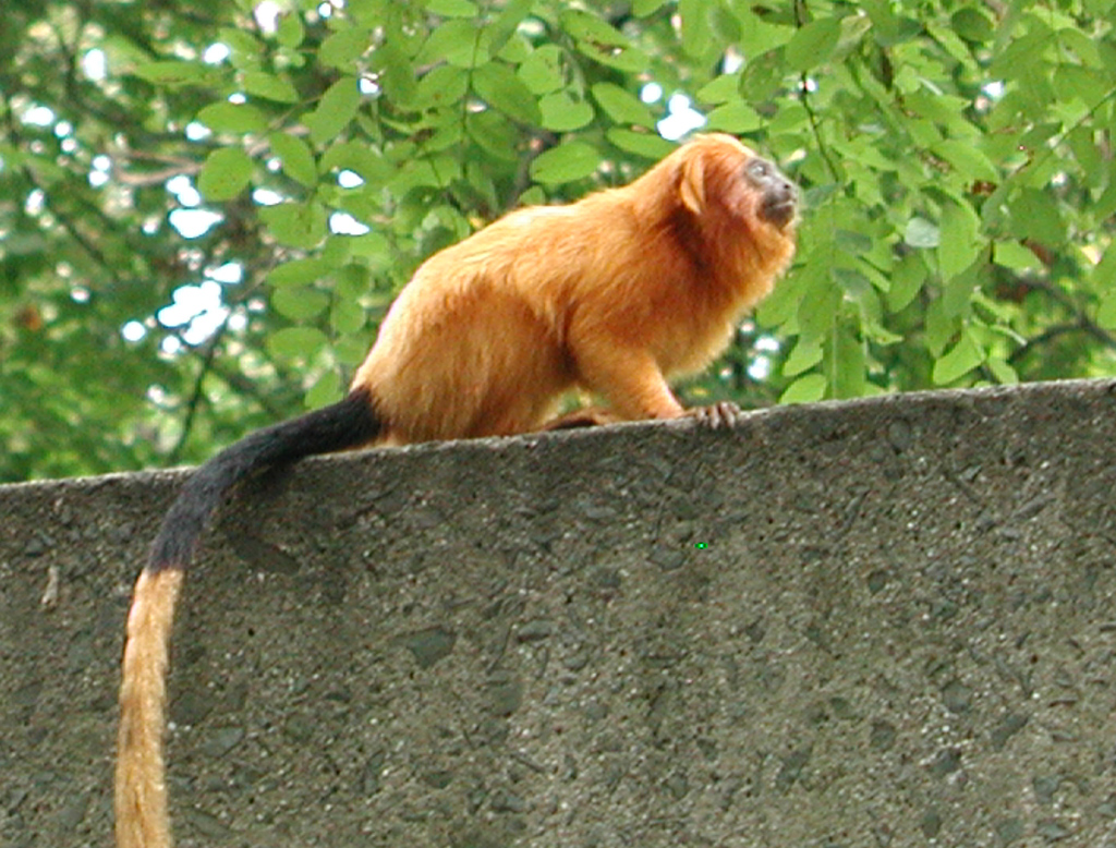 Golden Lion Tamarin