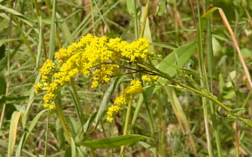 Goldenrod - wildflower