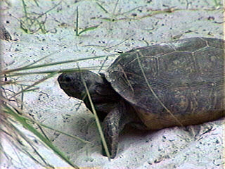 Turtle at Gatorland Orlando, Florida | Pics4Learning