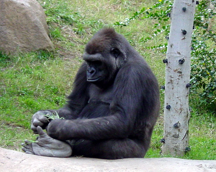 Gorilla | Pics4Learning