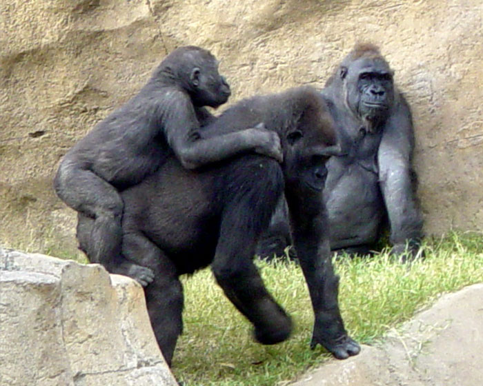 gorillas08.jpg - Gorilla Family