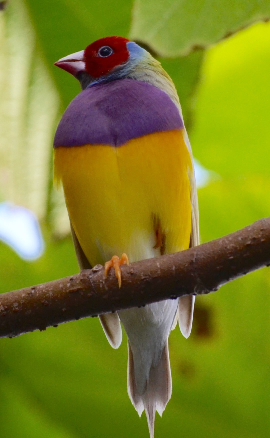 Male Gouldian Finch | Pics4Learning