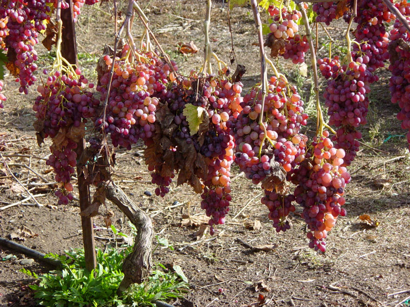 grapes5.jpg