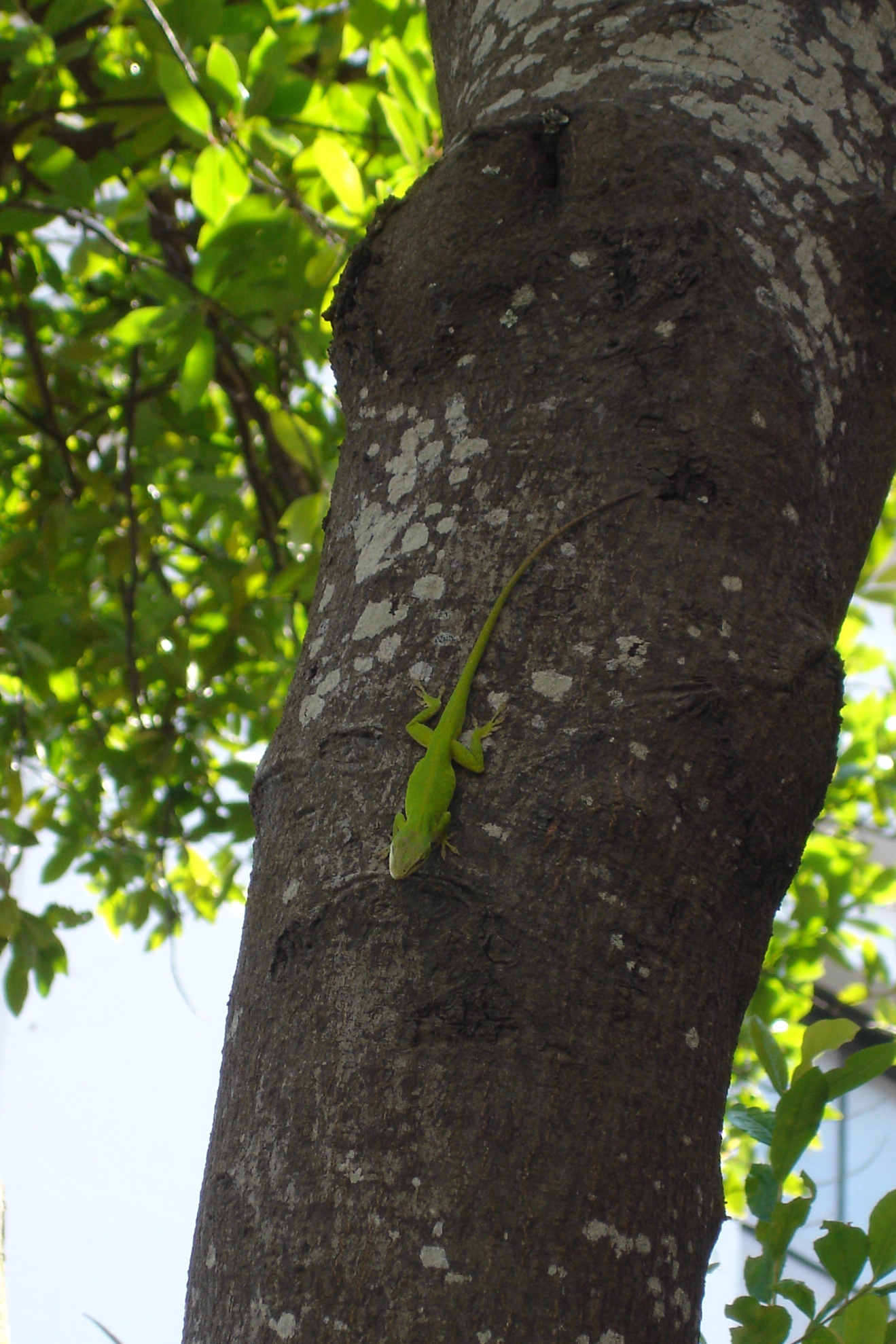 Lizard on tree Pics4Learning