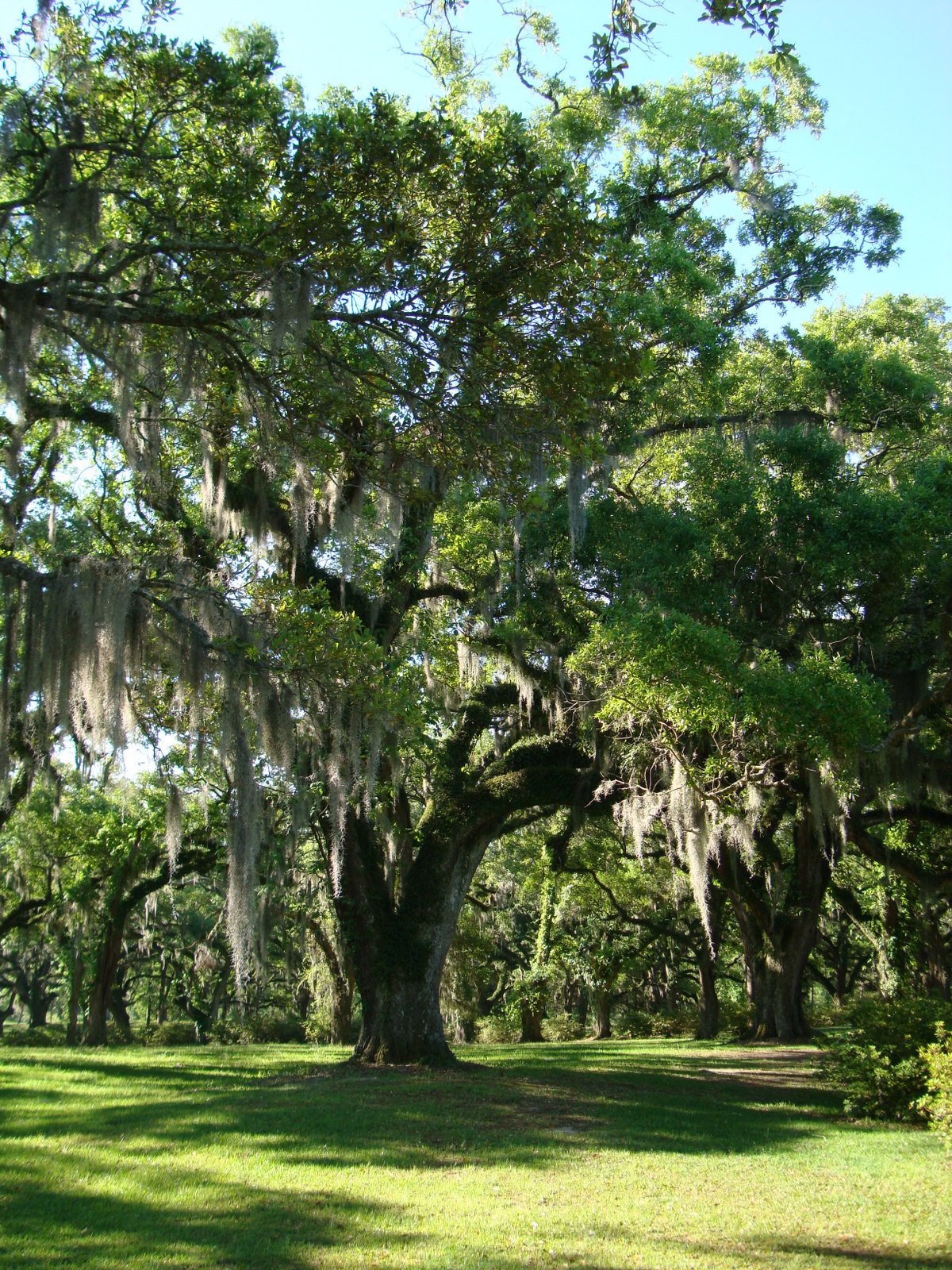 What Is A Greenwood Tree – Under the Greenwood Tree : Thomas Hardy’s ...