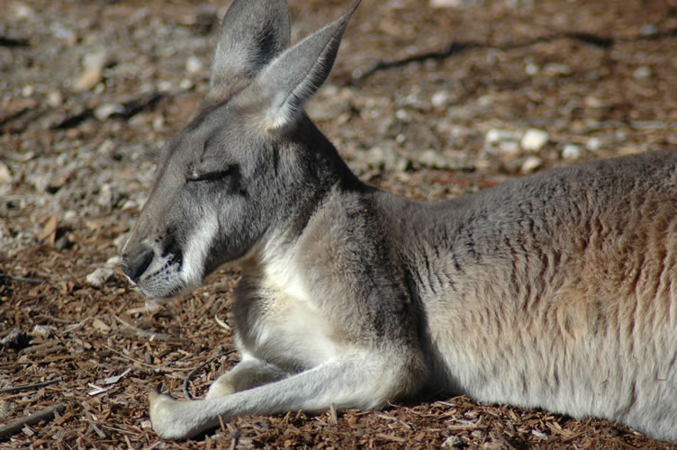 Grey kangaroo | Pics4Learning