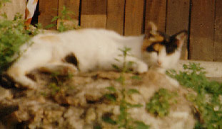 Roman cats everywhere!