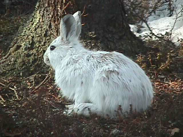 Download snowshoe hare in winter coloring | Pics4Learning