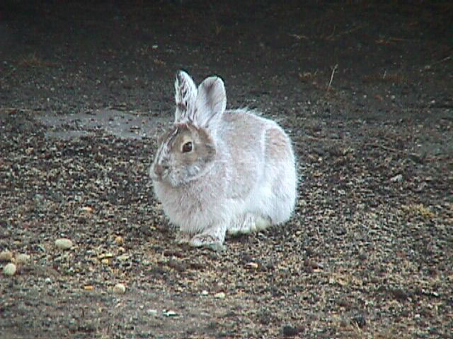 snowshoe hare changing to summer coloring | Pics4Learning