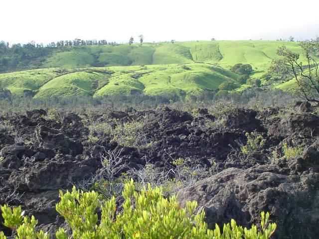 RainForest in Volcanoes National Park | Pics4Learning