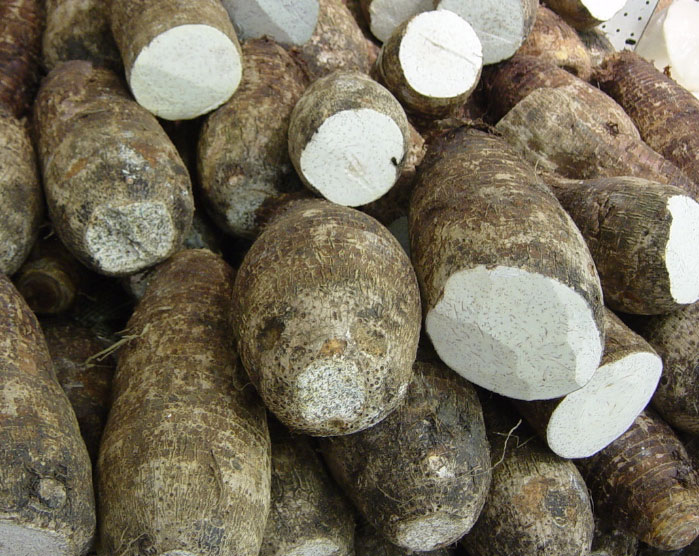 Hawaiian taro Pics4Learning