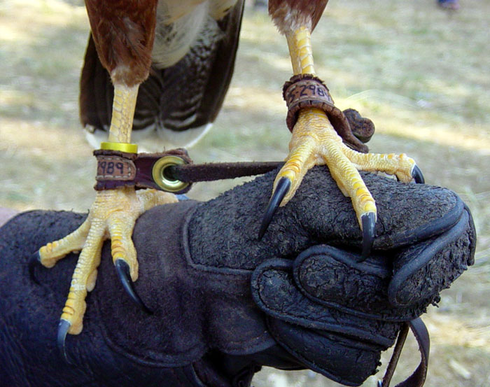 Harris Hawk Talons | Pics4Learning