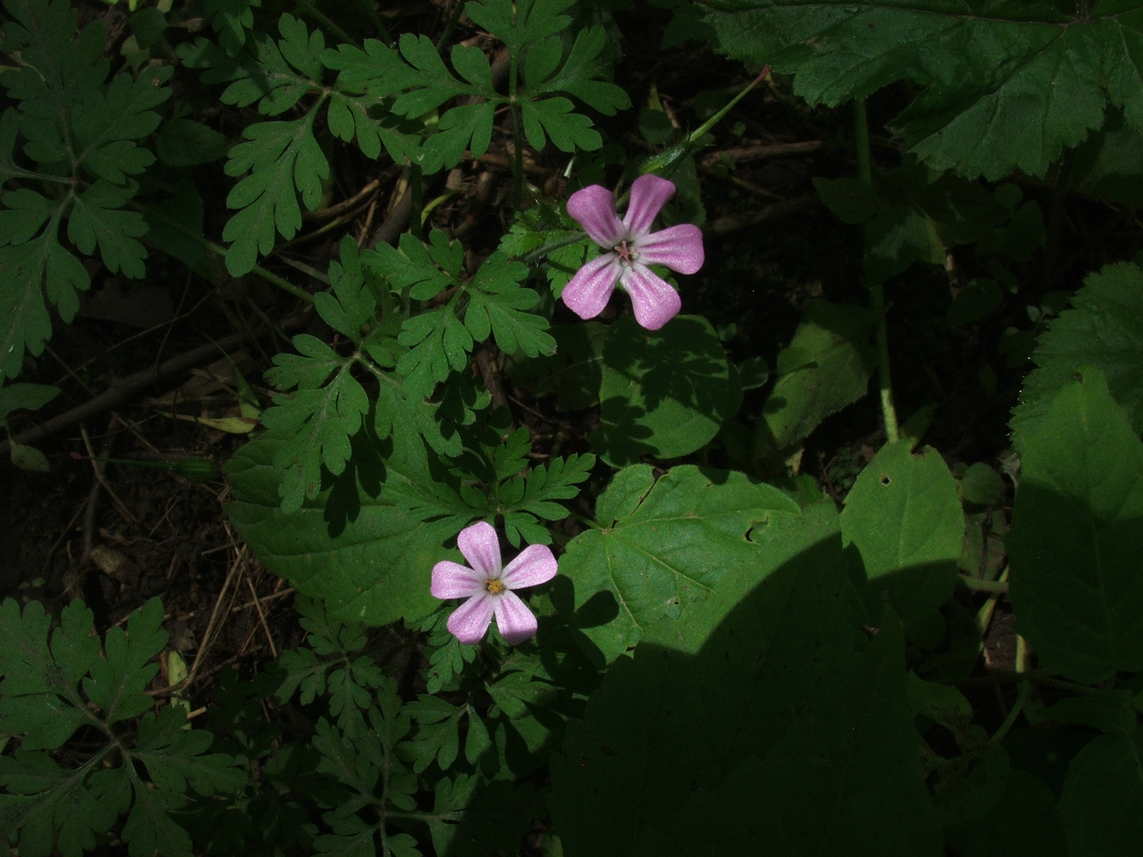 herb Robert flowers Pics4Learning