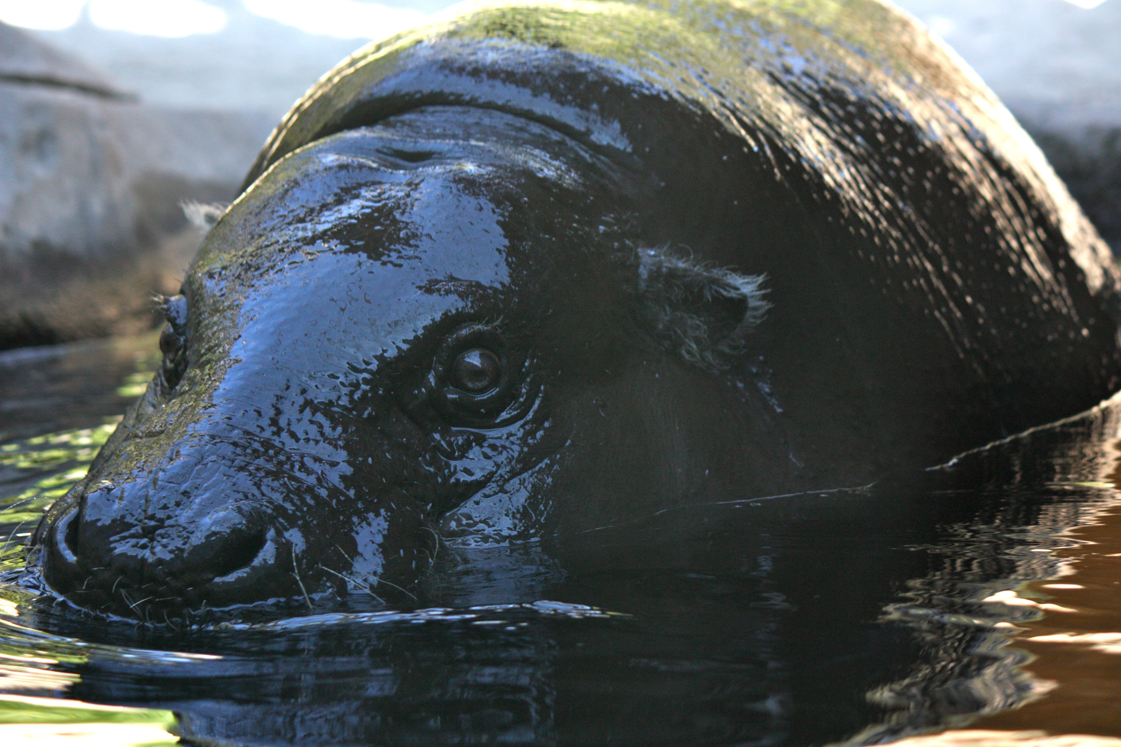 pigmy-hippo-pics4learning