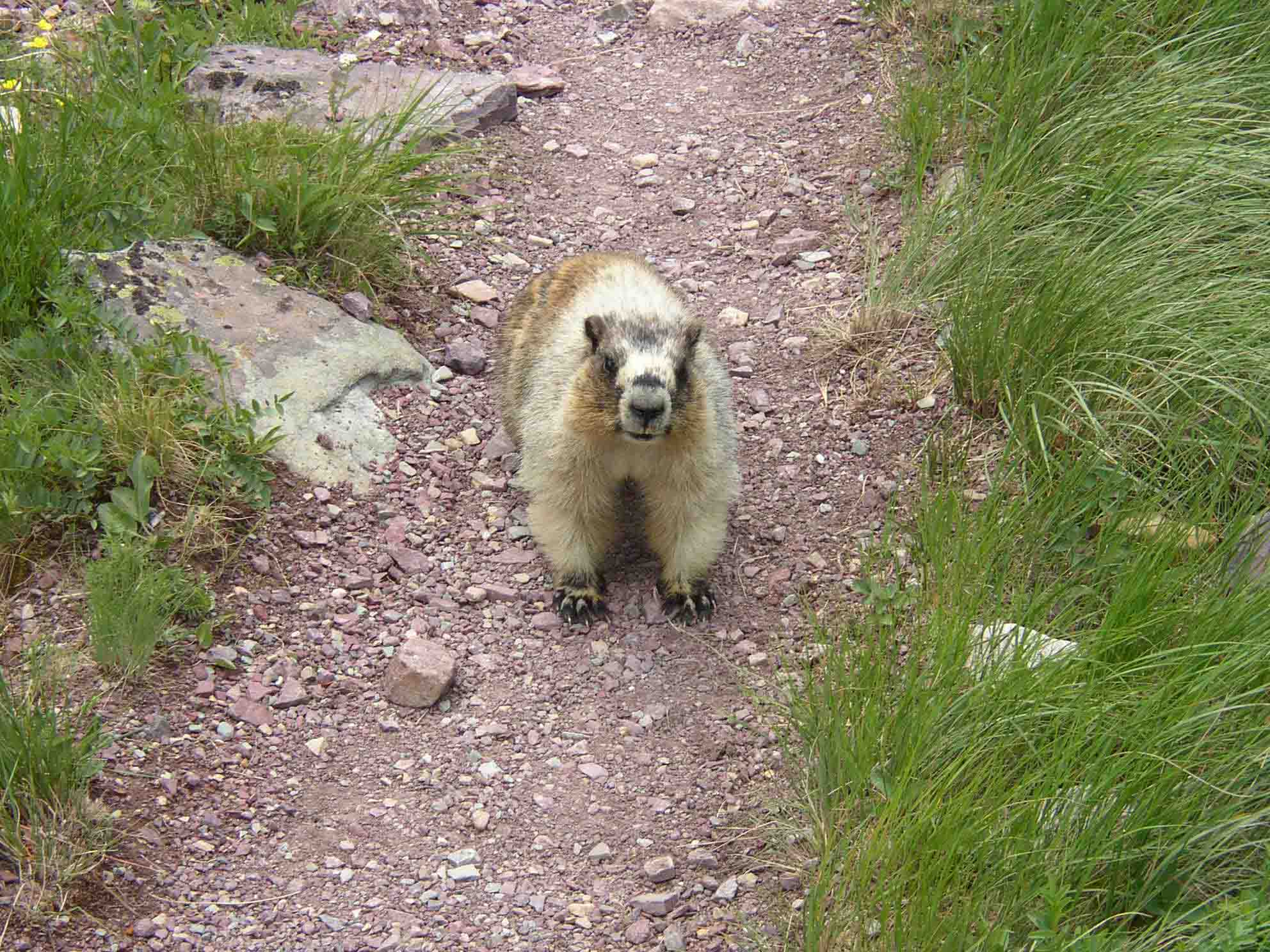 marmot glacier
