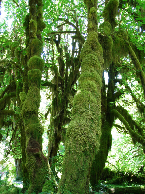 Temperate Rainforest in the Hoh Rainforest | Pics4Learning