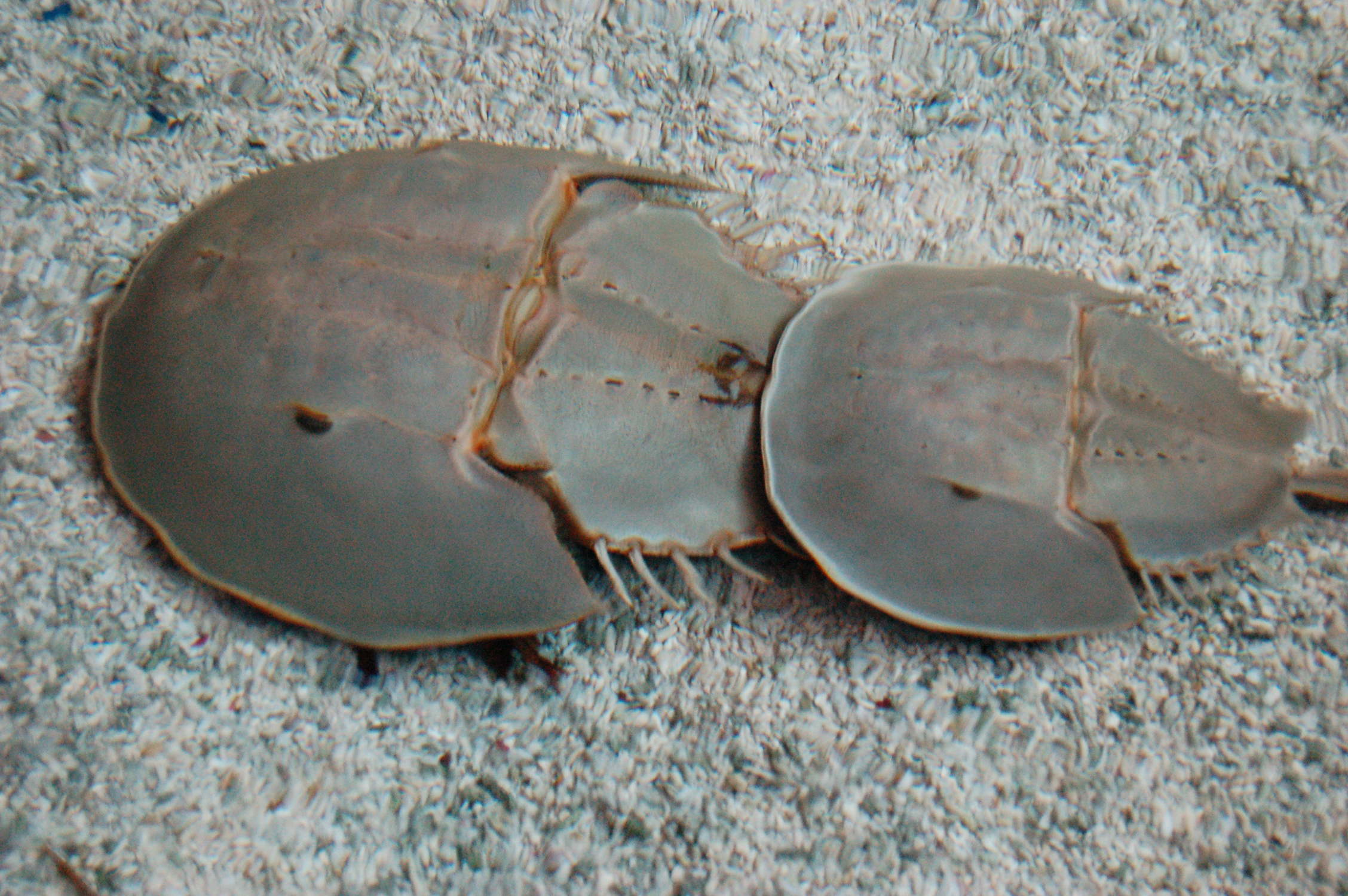 horseshoe crabs | Pics4Learning