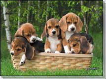 Basket of Beagles | Pics4Learning
