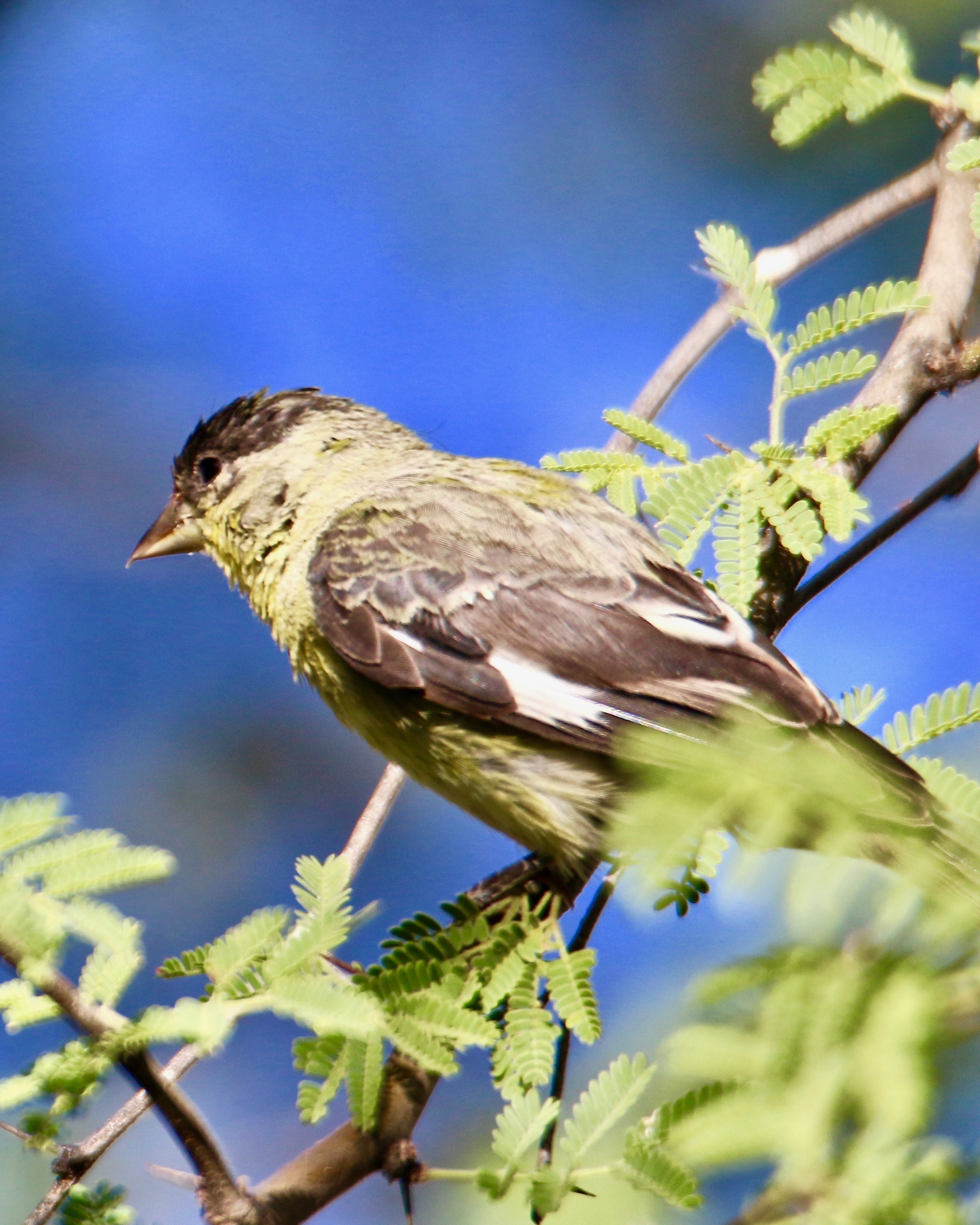 Lesser Goldfinch | Pics4Learning