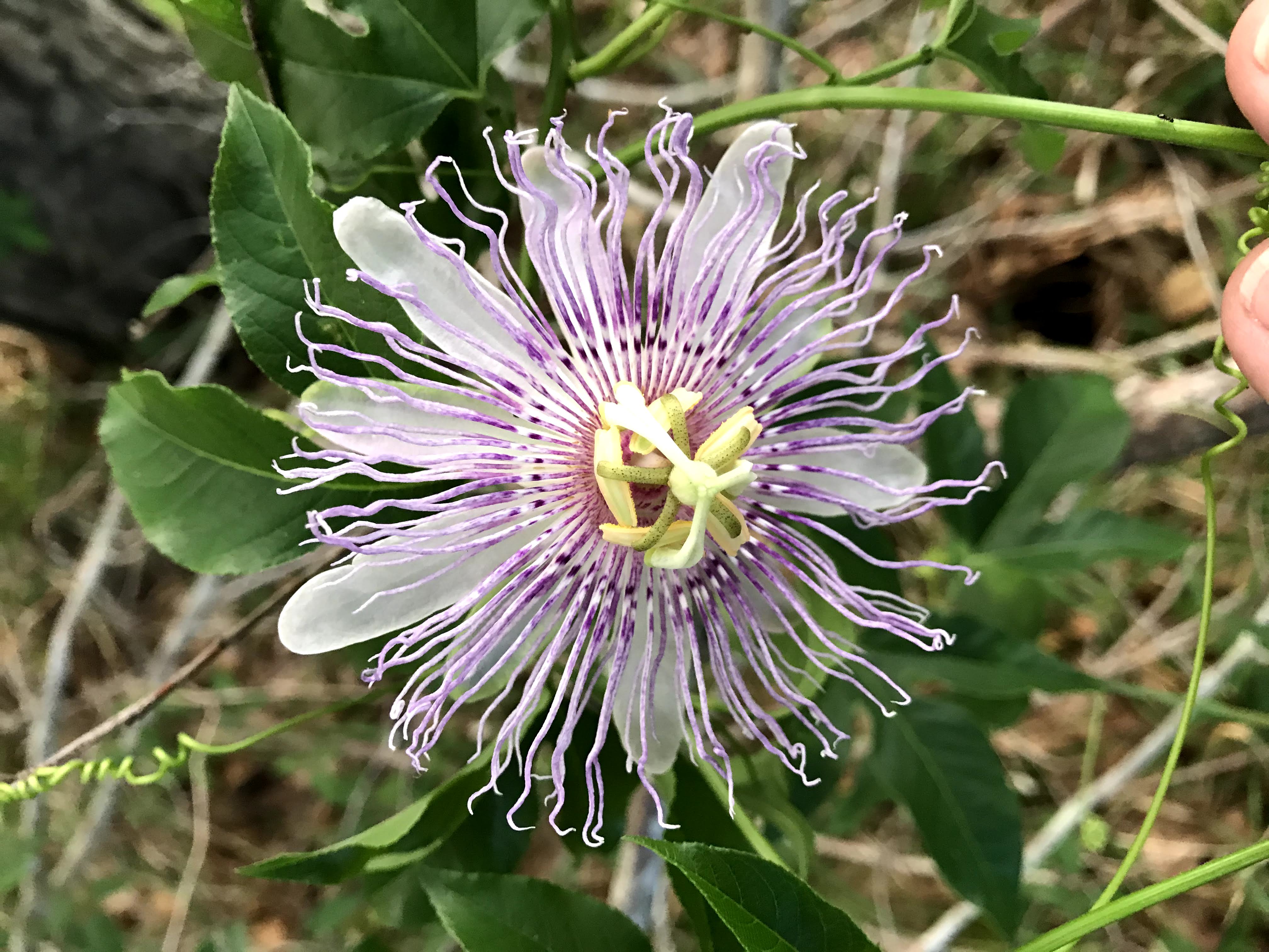 The flower of the passion plant is quite intricate. Pics4Learning