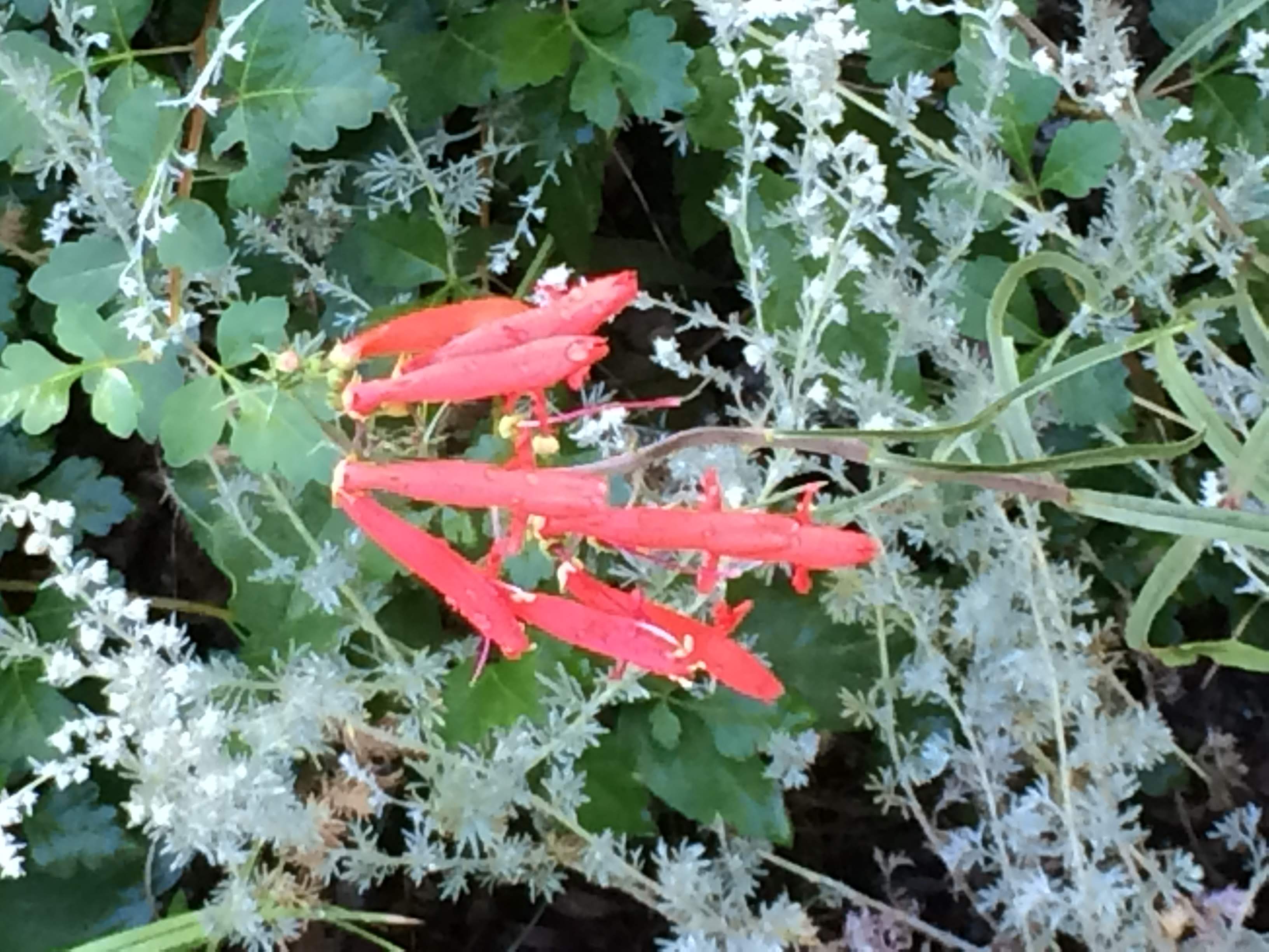 Wildflowers Buena Vista, Colorado Pics4Learning