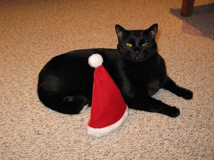 Santa Cat 